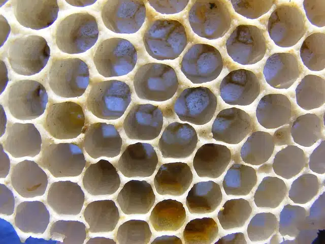 Close-up van een lege honingraat met hexagonale cellen, symbolisch voor gemeenschappelijk bouwen aan sociale huisvesting in L